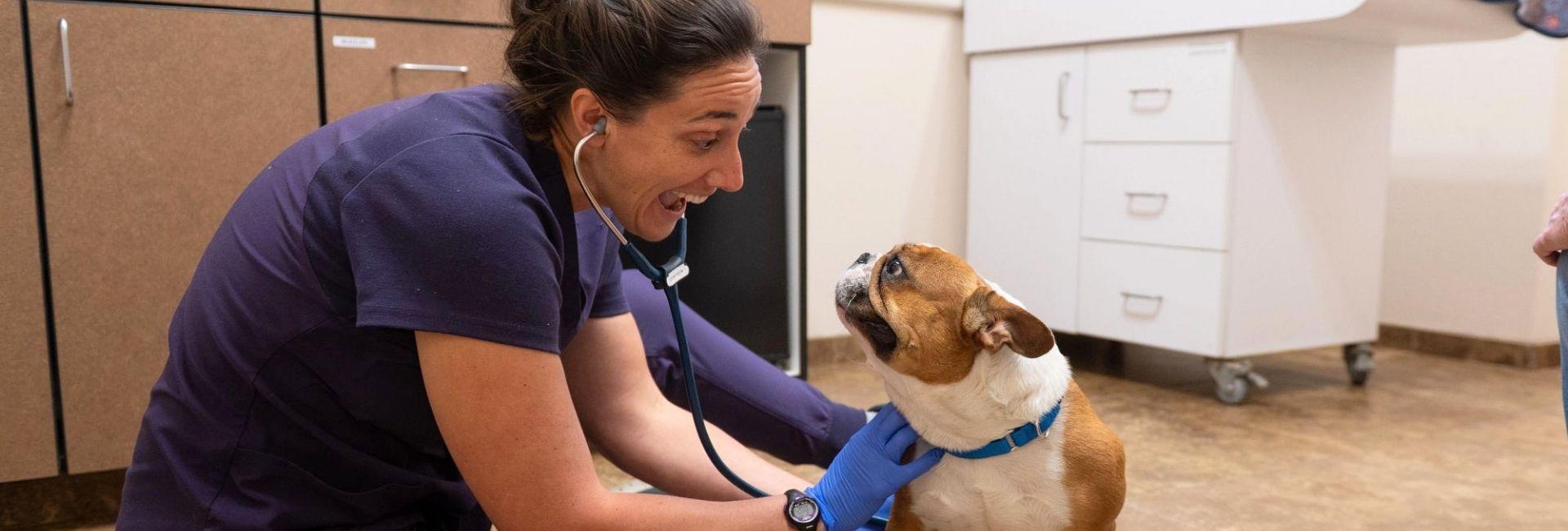 Female doctor sitting on the floor with a dog and using a stethoscope